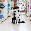 Cute Border Collie with big pet bone sitting in a pet store